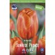 TULPAN ’SUNRISE PRINCE’