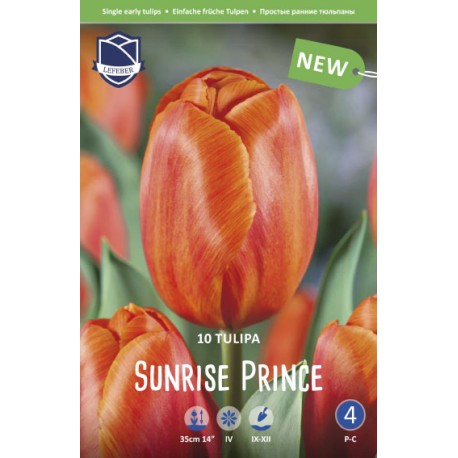 TULPAN ’SUNRISE PRINCE’