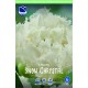 FRANSTULPAN ’SNOW CRYSTAL’