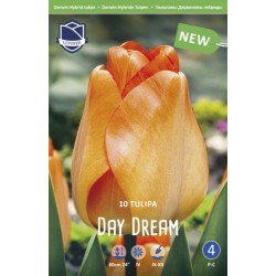 TULPAN DARWIN ’DAY DREAM’