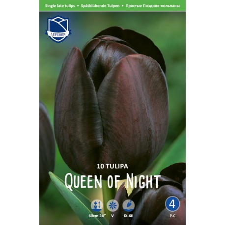 TULPAN ‘QUEEN OF NIGHT’