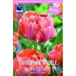 PIONTULPAN ’GUDOHNIK DOUBLE’