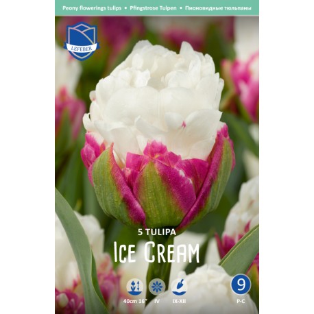 PIONTULPAN ’ICE CREAM’