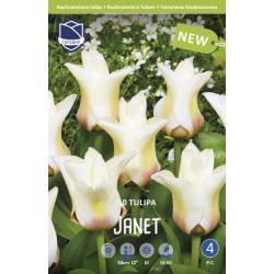 NÄCKROSTULPAN ’JANET’