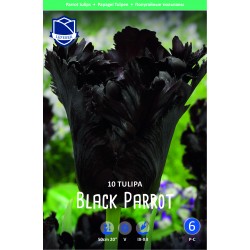 PAPEGOJTULPAN ’BLACK PARROT’