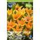 BOTANISK TULPAN ’PRAESTANS SHOGUN’