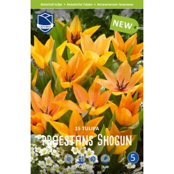 BOTANISK TULPAN ’PRAESTANS SHOGUN’