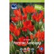 BOTANISK TULPAN ’PRAESTANS ZWANENBURG’