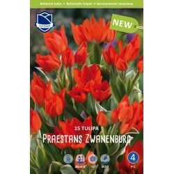 BOTANISK TULPAN ’PRAESTANS ZWANENBURG’