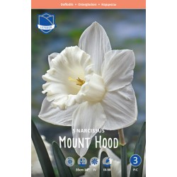 NARCISS 'MOUNT HOOD'