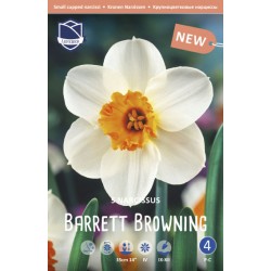 NARCISS 'BARRET BROWNING'