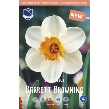 NARCISS 'BARRET BROWNING'