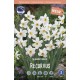 NARCISS 'RECURVUS'