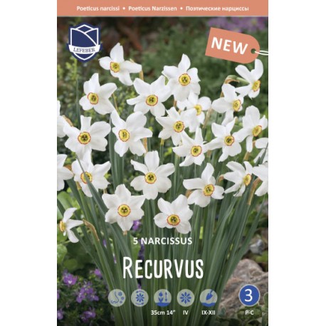 NARCISS 'RECURVUS'