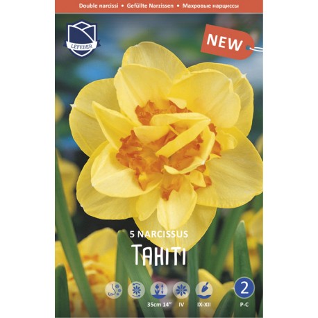 DUBBEL NARCISS ‘TAHITI’