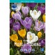 KROKUS ’MIXED CROCUS’