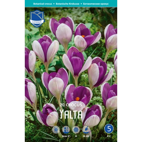 BOTANISK KROKUS ’YALTA’