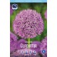 ALLIUM ’GLADIATOR’