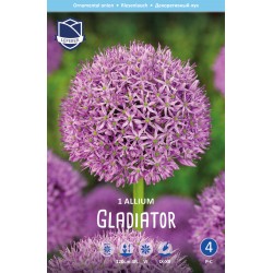 ALLIUM ’GLADIATOR’