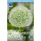 SKÄGGLÖK 'MOUNT EVEREST'