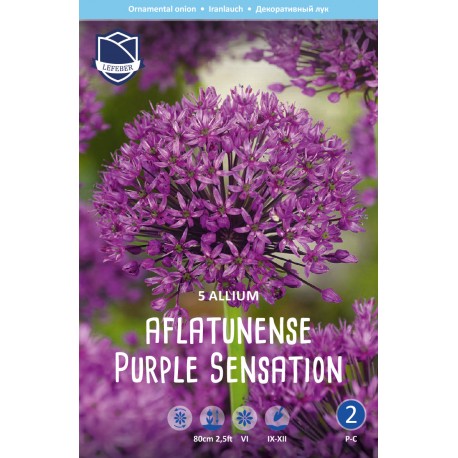 ALLIUM ’PURPLE SENSATION’