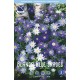 BALKANSIPPA 'BLUE SHADES'