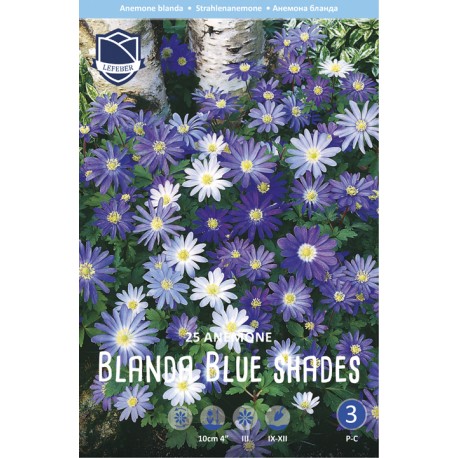 BALKANSIPPA 'BLUE SHADES'
