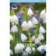 SOMMARSNÖKLOCKA