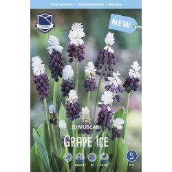 PÄRLHYACINT ’GRAPE ICE’