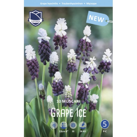 PÄRLHYACINT ’GRAPE ICE’