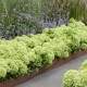 VIPPHORTENSIA GROUNDBREAKER® GREENY buske