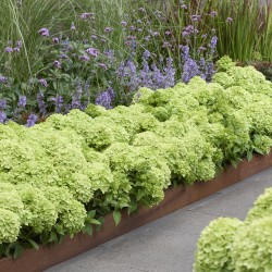 VIPPHORTENSIA GROUNDBREAKER® GREENY buske