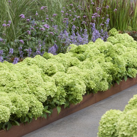 VIPPHORTENSIA GROUNDBREAKER® GREENY buske