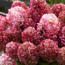 VIPPHORTENSIA LIVING LITTLE ROSY® buske