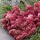 VIPPHORTENSIA LIVING LITTLE ROSY® buske