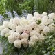 VIPPHORTENSIA LIVING LITTLE ROSY® buske