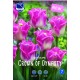 Tulpan mix ’CROWN OF DYNASTY’ 10 st lök/fp