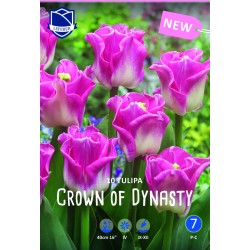 Tulpan mix ’CROWN OF DYNASTY’ 10 st lök/fp