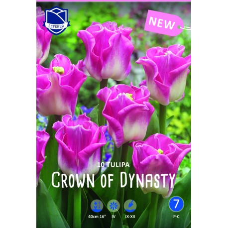 Tulpan mix ’CROWN OF DYNASTY’ 10 st lök/fp