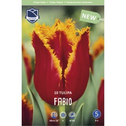 Franstupan ’FABIO’ 10 st lök/fp