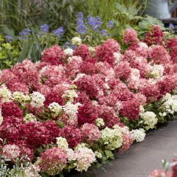 VIPPHORTENSIA GROUNDBREAKER® RUBY