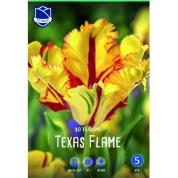 PAPEGOJTULPAN ’TEXAS FLAME’ 10 st lök/fp