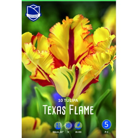 PAPEGOJTULPAN ’TEXAS FLAME’ 10 st lök/fp