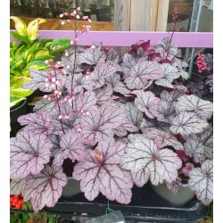 ALUNROT 'SUGER PLUM'