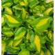 FUNKIA ‘POCKETFUL OF SUNSHINE’