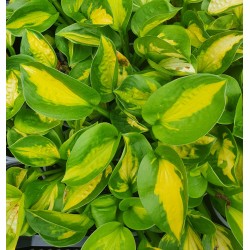 FUNKIA ‘POCKETFUL OF SUNSHINE’