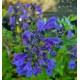 KANTNEPETA 'BLUE PLANET'