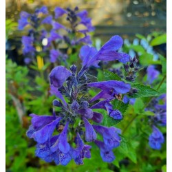 KANTNEPETA 'BLUE PLANET'