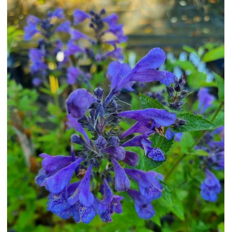 KANTNEPETA 'BLUE PLANET'
