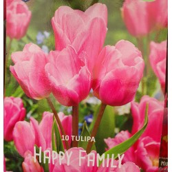 Tulpan ’HAPPY FAMILY’ 10 st lök/fp